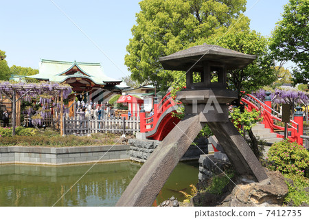 Fuji's season Kameido Tenjin Shrine 7412735