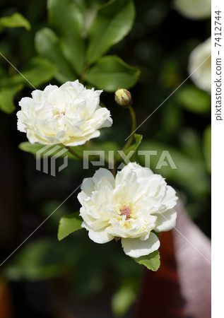 White mockholough White mockholough 7412744