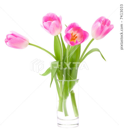Pink tulips bouquet in vase isolated on white background Pink tulips bouquet in vase isolated on white background 7413033