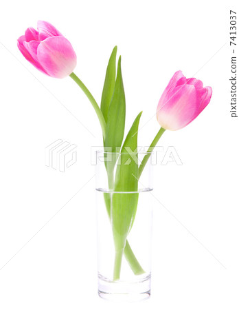 Pink tulips bouquet in vase isolated on white background Pink tulips bouquet in vase isolated on white background 7413037