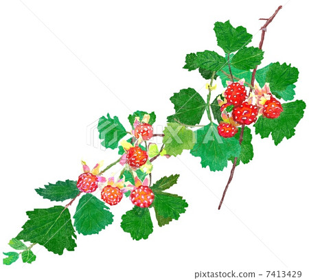 Noichigo Noichigo 7413429