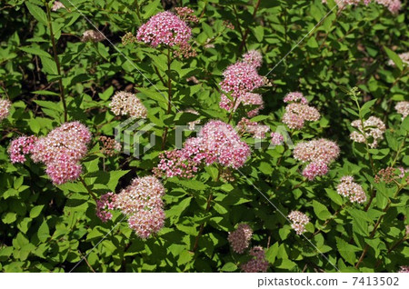 Shimotsuke的花 7413502