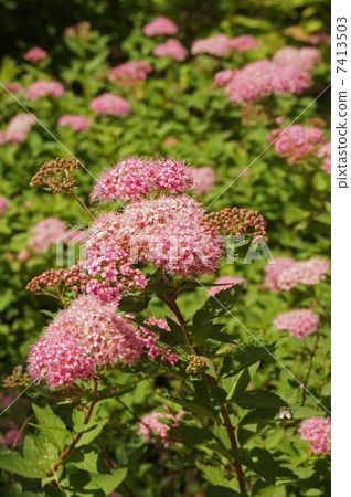 Shimotsuke的花 Shimotsuke的花 7413503