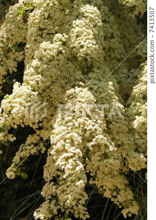 Pilacansa white flowers Pilacansa white flowers 7413507
