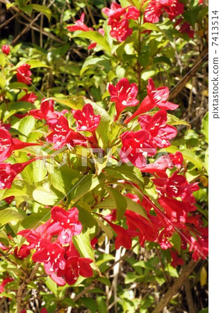 Red flowers of Yabutsugi Red flowers of Yabutsugi 7413514