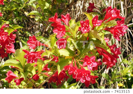 Yabutsugi紅色花 Yabutsugi紅色花 7413515