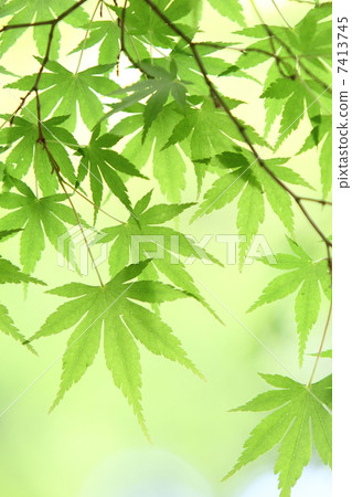 新鮮的綠色的楓樹 新鮮的綠色的楓樹 7413745