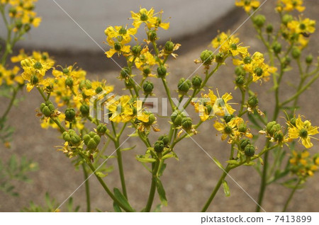 Roux (Henruda) flowers 7413899
