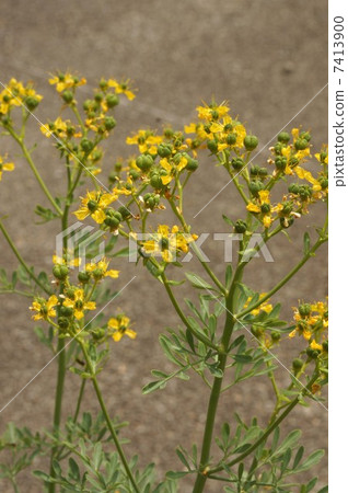 Roux (Henruda) flowers 7413900