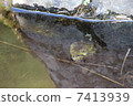 Frog 7413939