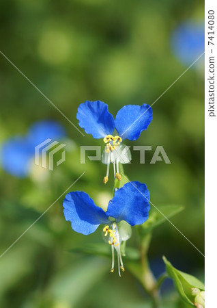 花草早晨 花草早晨 7414080