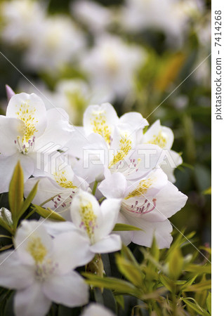 Amamishishika Endangered IA class (CR) 7414268