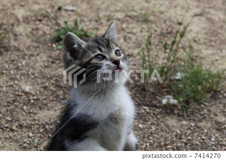 kitten 7414270