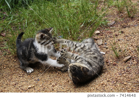 Kitten brothers 7414648