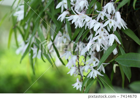 石斛 石斛 7414670