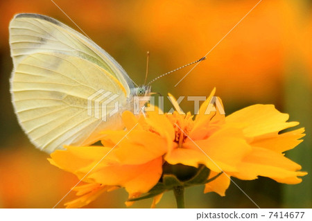 Monsieur root Monsieur root 7414677