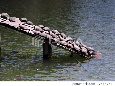 Turtle shell drying ~ place battle battle ~ Under traffic! Turtle shell drying ~ place battle battle ~ Under traffic! 7414754