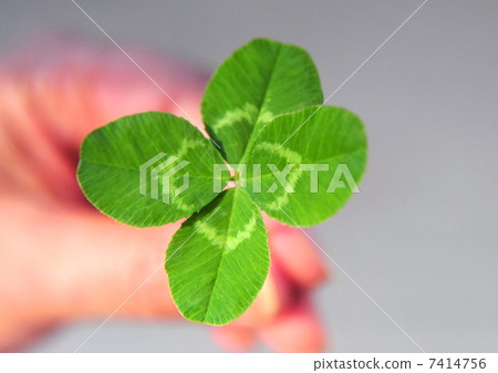 四葉草“請想起我” 7414756