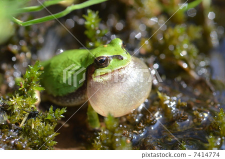 You can hear frog songs You can hear frog songs 7414774