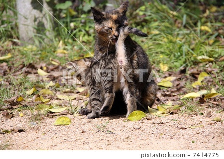Stray cat's mother and child Stray cat's mother and child 7414775