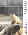 Prairie dog. 7414812