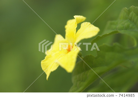 Loofah flowers 7414985