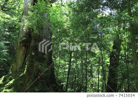 原始森林 7415034
