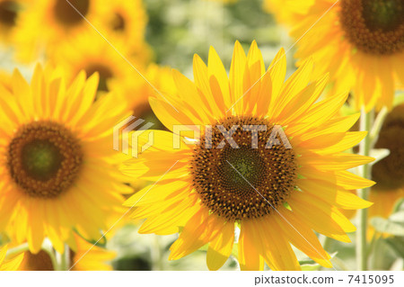 Sunflower field 7415095