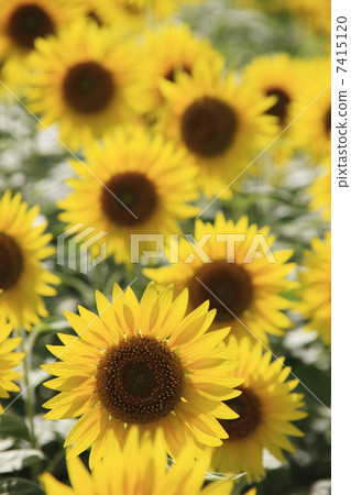向日葵田 7415120