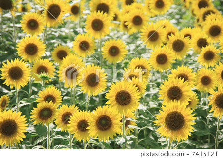 Sunflower field Sunflower field 7415121