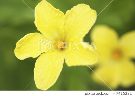 Loofah flowers 7415221