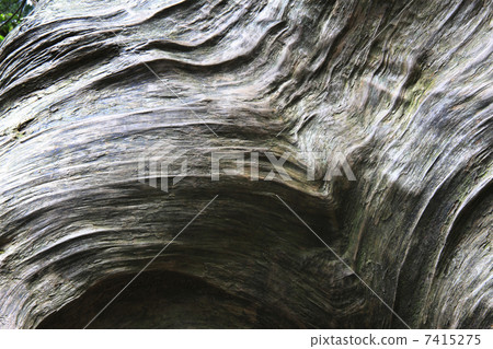 Old tree bark Old tree bark 7415275