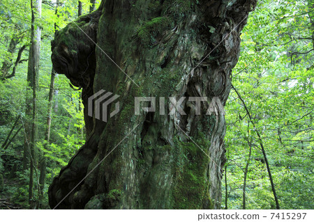 鱈魚子 鱈魚子 7415297