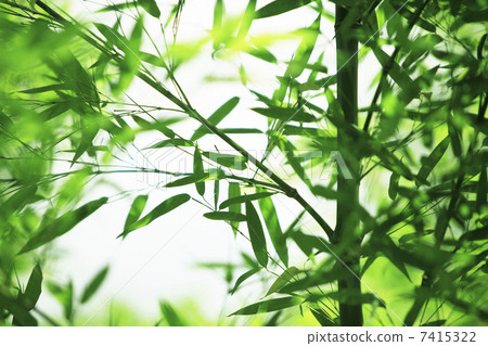 Bamboo leaf  7415322