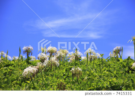 哈馬宇和藍天 7415331