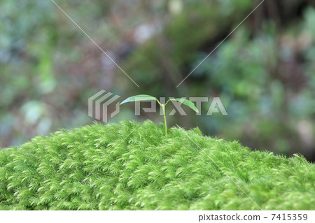 苔蘚和futaba 7415359