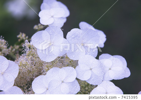  繡球花 7415395