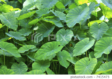 Alocasia leaves 7415473