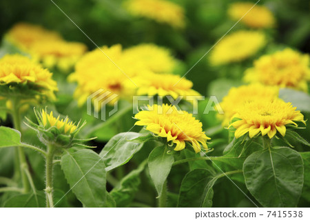 Sunflower teddy pair 7415538