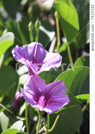 Gumba Hirugao Gumba Hirugao 7415582