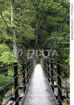 Yakusugi土地 7415614