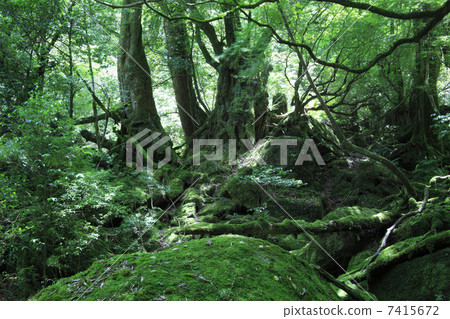 幽靈公主森林 幽靈公主森林 7415672