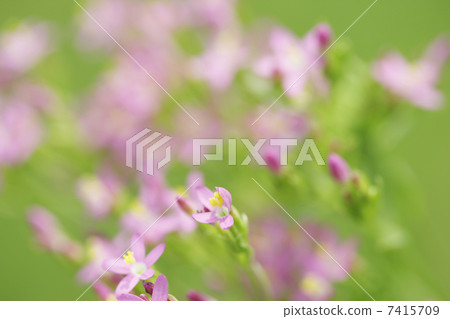 粉紅色的花朵 粉紅色的花朵 7415709