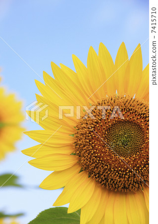 Sunflower field and blue sky Sunflower field and blue sky 7415710