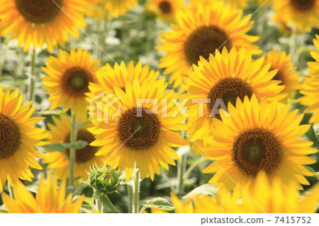 Sunflower field 7415752