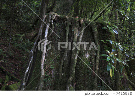 Yakusugi land 7415988