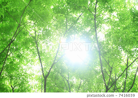 Fresh green of maple Fresh green of maple 7416039