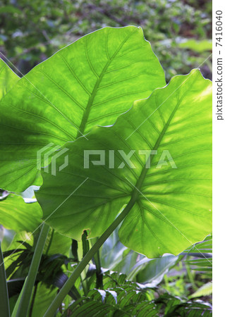 Alocasia leaves 7416040