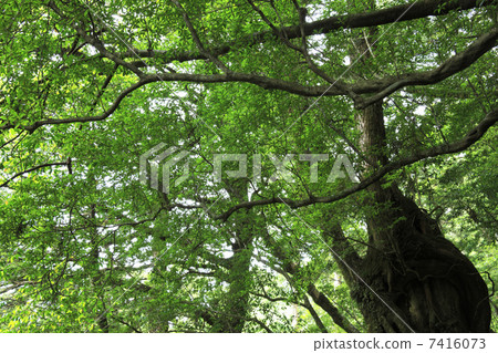 Yakusugi land 7416073