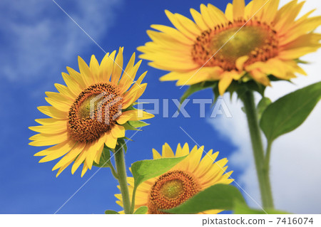 Sunflower field and blue sky 7416074